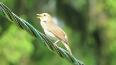 Bir Nightingale bir ormanın arka planında bir telin üzerinde oturur ve güzel melodik şarkısını söyler..
