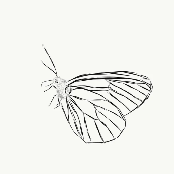 Sketch Style Illustration White Butterfly Black Veins Wings White Background — Stock Photo, Image