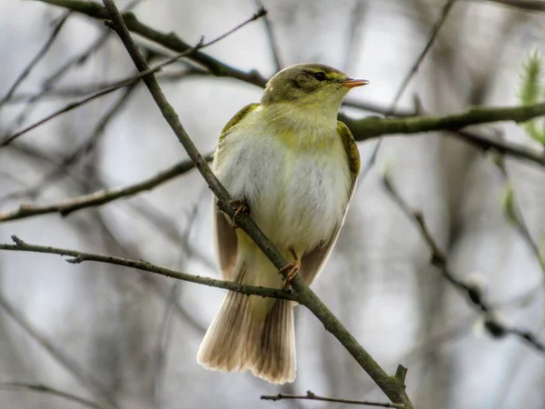 小さな鳥ウィロー ウォーブラーは尾を出して枝に座って面白い歌を歌います — ストック写真