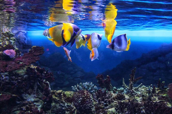 Beautiful tropical marine fish swim in a huge aquarium with corals in anticipation of feeding.
