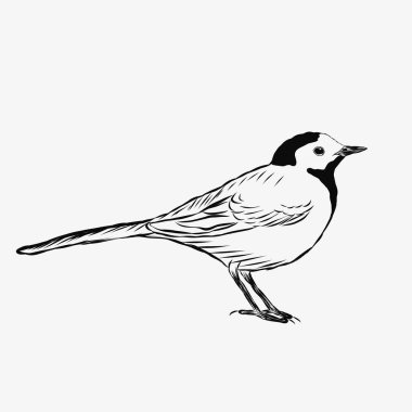 Kuş kuyruğu (Motacilla alba). Raster çizimi beyaz arkaplanda izole edildi.