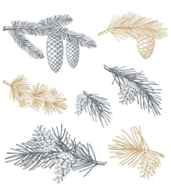 Çam kozalakları ve dallarla el çizimi. Vektör illüstrasyonları