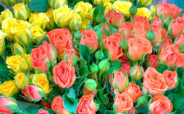Rose fiori sfondo — Foto Stock