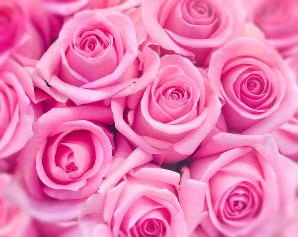 Pink roses background Royalty Free Stock Images