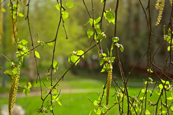 Frische Frühlingsblätter — Stockfoto