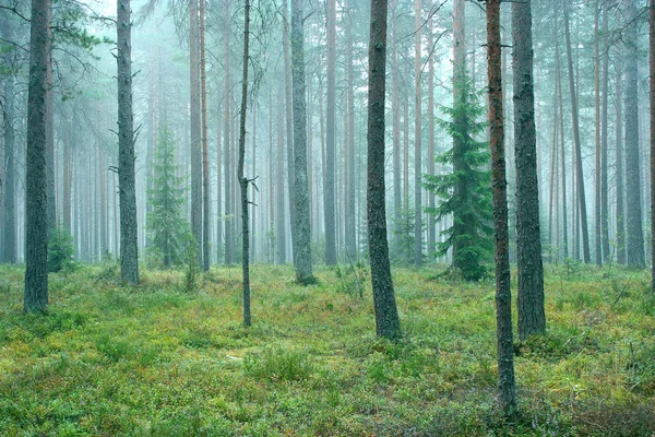 Misty pine forest — Stock Photo, Image