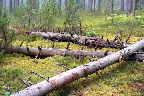Dry logs forest — Stock Photo, Image