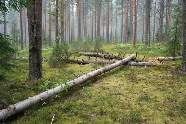 Hutan berkabut kayu kering — Stok Foto