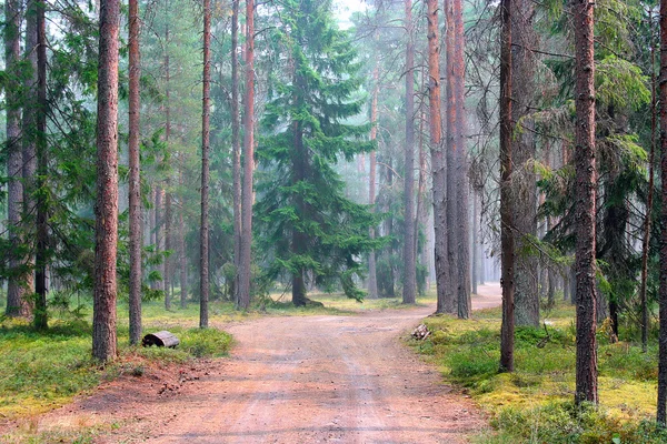 Road misty forest — Stock Photo, Image