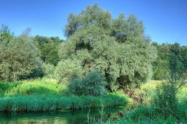 Alberi di fiume paesaggio — Foto Stock