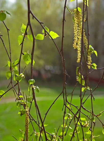 Fresh spring leaves pattern — Stock Photo, Image