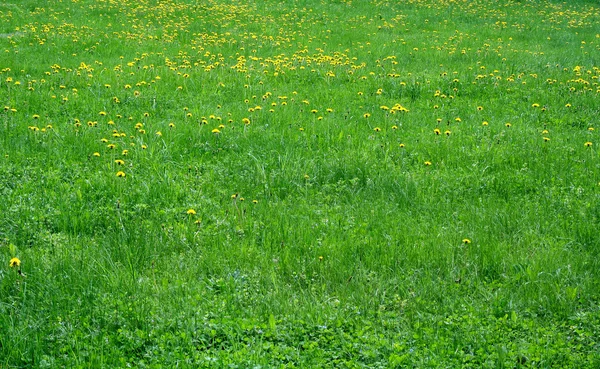 Frühlingswiese Löwenzahn — Stockfoto