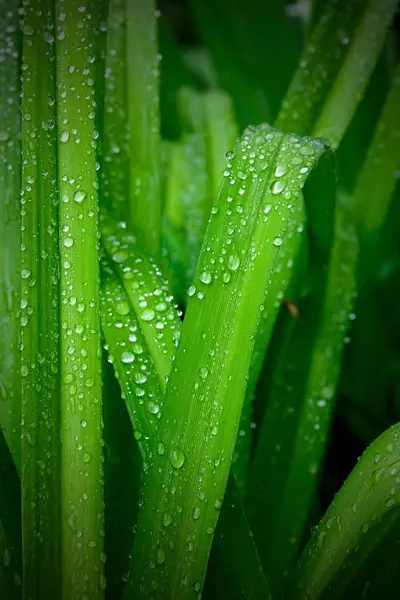 叶子雨露 — 图库照片