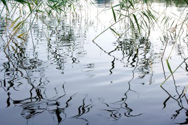  Reed desen yansımalar