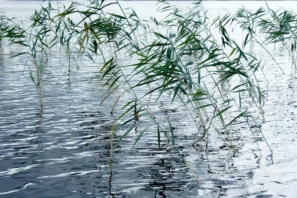 Reeds wind reflections — ストック写真