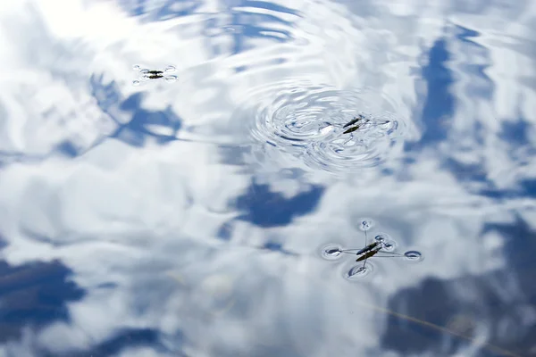 Patinadores reflexos — Fotografia de Stock