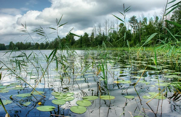 Krajobraz woda stroiki — Zdjęcie stockowe