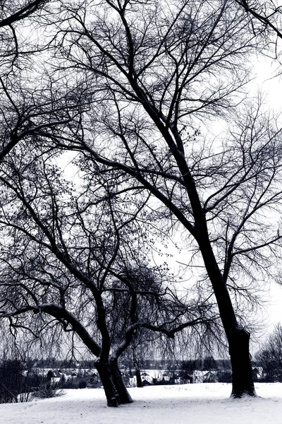 Sylwetki drzew zimą — Zdjęcie stockowe