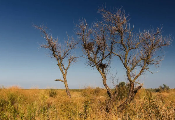 Dry trees summer steppe