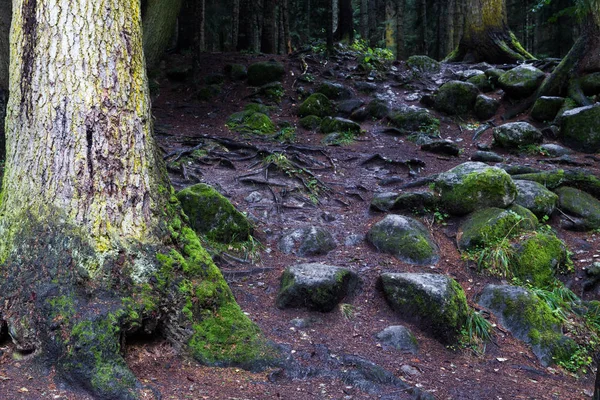 Tronchi forestali pietre — Foto Stock