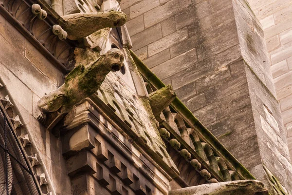 Mostro di Gargouille Notre Dame — Foto Stock
