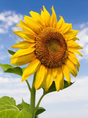 Doğa ayrıntıları: ayçiçeği kadar yakın gökyüzü ve bulutlar ile arka plan olarak.