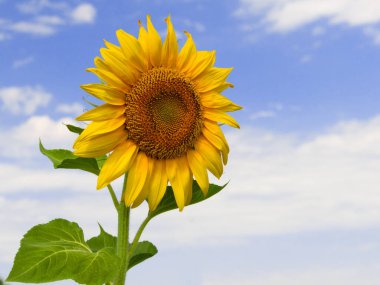 Ayçiçeği yakın çekim