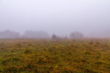Doğa Sonbahar sahne: çayır ağaçları ile kaplı, sis ve buğu kuru ot tarafından.