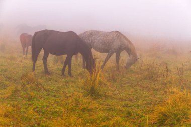 Sonbahar çayır sis atlar