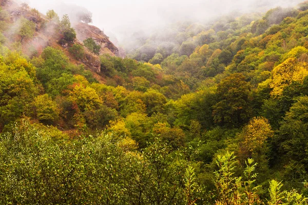 Forest Wood Yellow Foliage Trees Mountain Area Autumn Morning Covered — Stock Photo, Image