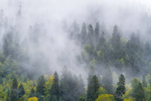 Bosque Abeto Bosque Zona Montañosa Por Una Mañana Otoño Cubierta —  Fotos de Stock