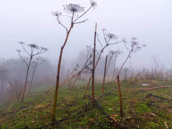 안개와 안개가을 아침에 Hogweed 베어의 Kiskies Skeet Heracleum Spondylium — 스톡 사진