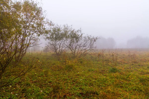 Scena Jesień Natura Łąka Drzew Objętych Suchej Trawy Mgła Mgła — Zdjęcie stockowe