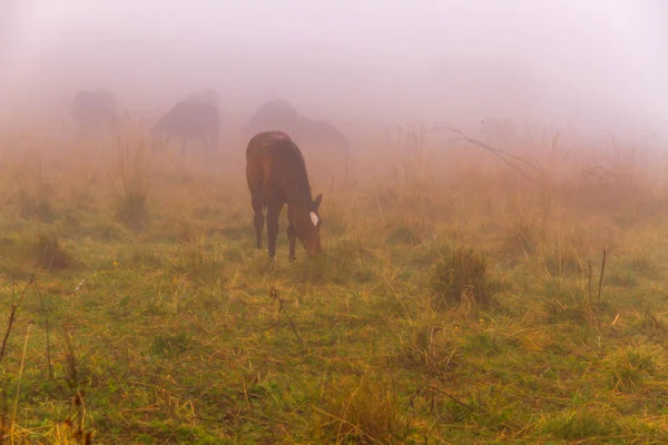 Природа Осінньої Сцени Луг Вкритий Сухими Жовтими Рослинами Тумані Тумані — стокове фото