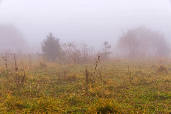 Scena Jesień Natura Łąka Drzew Objętych Suchej Trawy Mgła Mgła — Zdjęcie stockowe