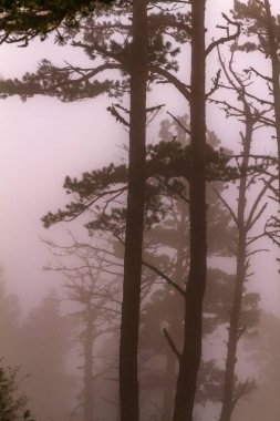 Doğa Sonbahar sahne: çam ağaçlarının gövdeleri, sis ve buğu.