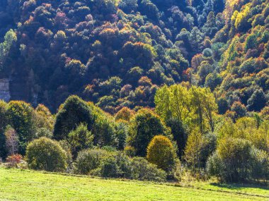 Dağ alan bir sonbahar tarafından ağaçlarda sarı yapraklar ile orman (ahşap).