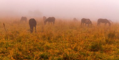 Doğa sonbahar sahne: çayır kaplı sis ve buğu kuru sarı bitkiler tarafından otlatma atlarla.