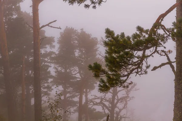 Natuur Herfst Scène Pine Bomen Stammen Mist Nevel — Stockfoto
