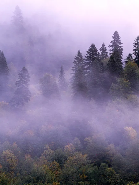 Fir Tree Forest Wood Mountain Area Autumn Morning Covered Mist — Stock Photo, Image