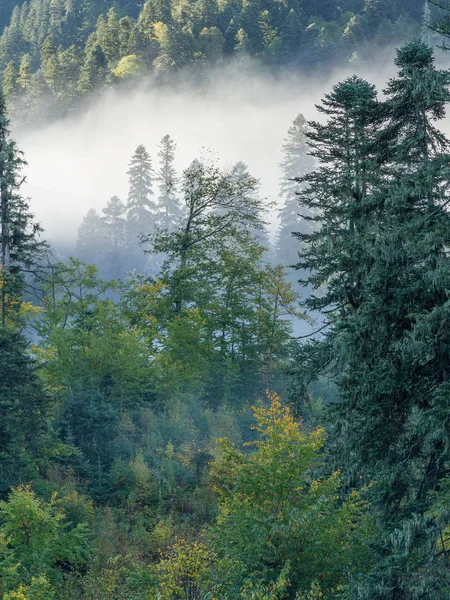 Forest Wood Mountain Area Autumn Morning Covered Mist Fog — Stock Photo, Image