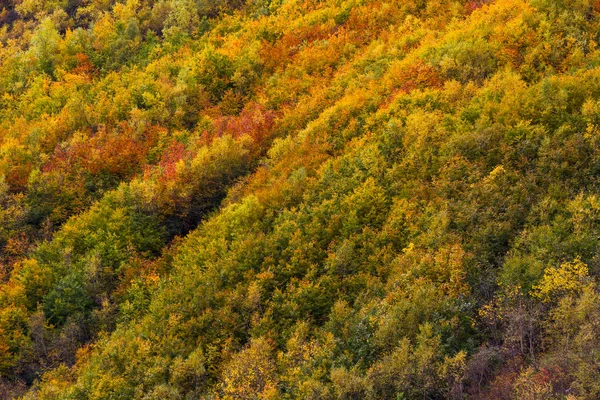 Doğa sonbahar renkli arka plan: dağ yamaçları kaplı orman ağaçları ile yeşil, sarı ve kırmızı yaprakları ile tarafından.