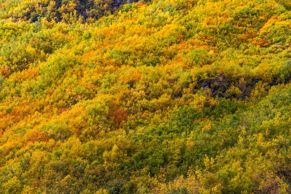 Doğa sonbahar renkli arka plan: dağ yamaçları kaplı orman ağaçları ile yeşil, sarı ve kırmızı yaprakları ile tarafından.