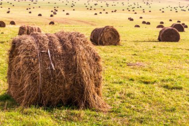 Sonbahar yatay tarama alanı alanları