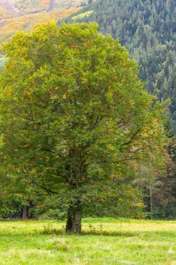 Yalnız yeşil ağaç çayır