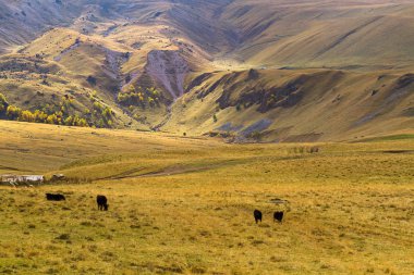 sonbahar dağ manzarası