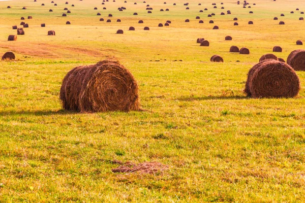 Sonbahar yatay tarama alanı alanları