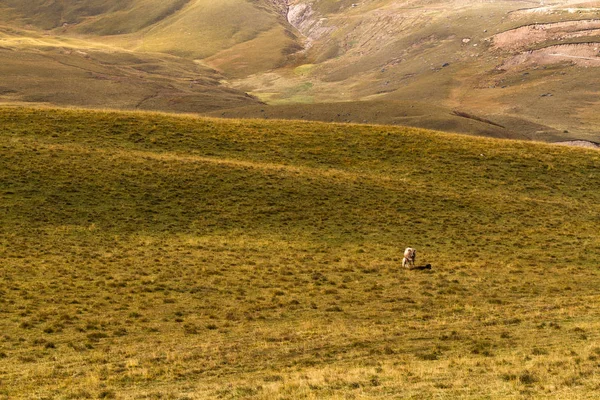 sonbahar dağ manzarası