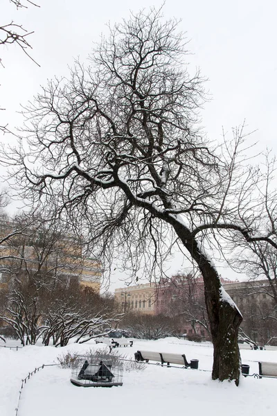 Árvore de inverno São Petersburgo — Fotografia de Stock