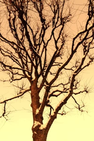 Inverno Árvore Silhueta Escura Com Padrão Ramos Fundo Amarelo — Fotografia de Stock